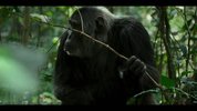 黑猩猩帝国 Chimp Empire (2023)